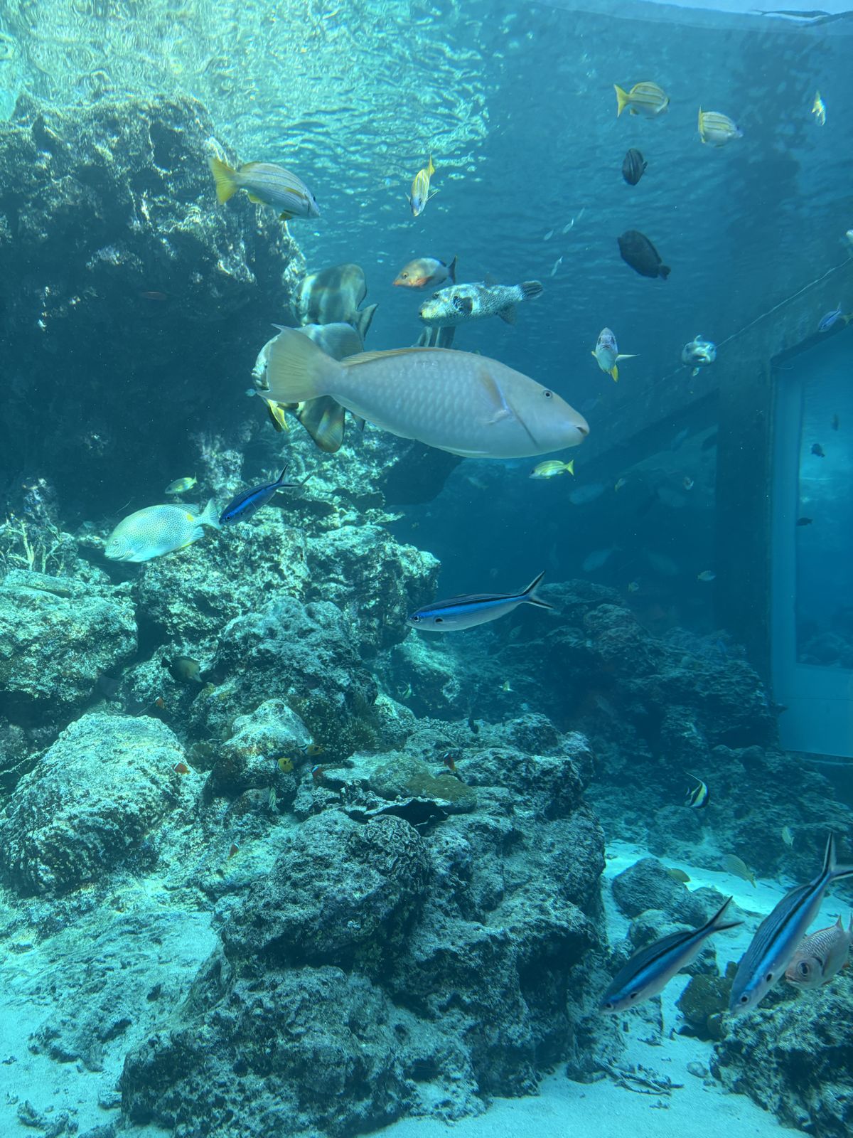 サンゴ礁の水槽を泳ぐ熱帯魚