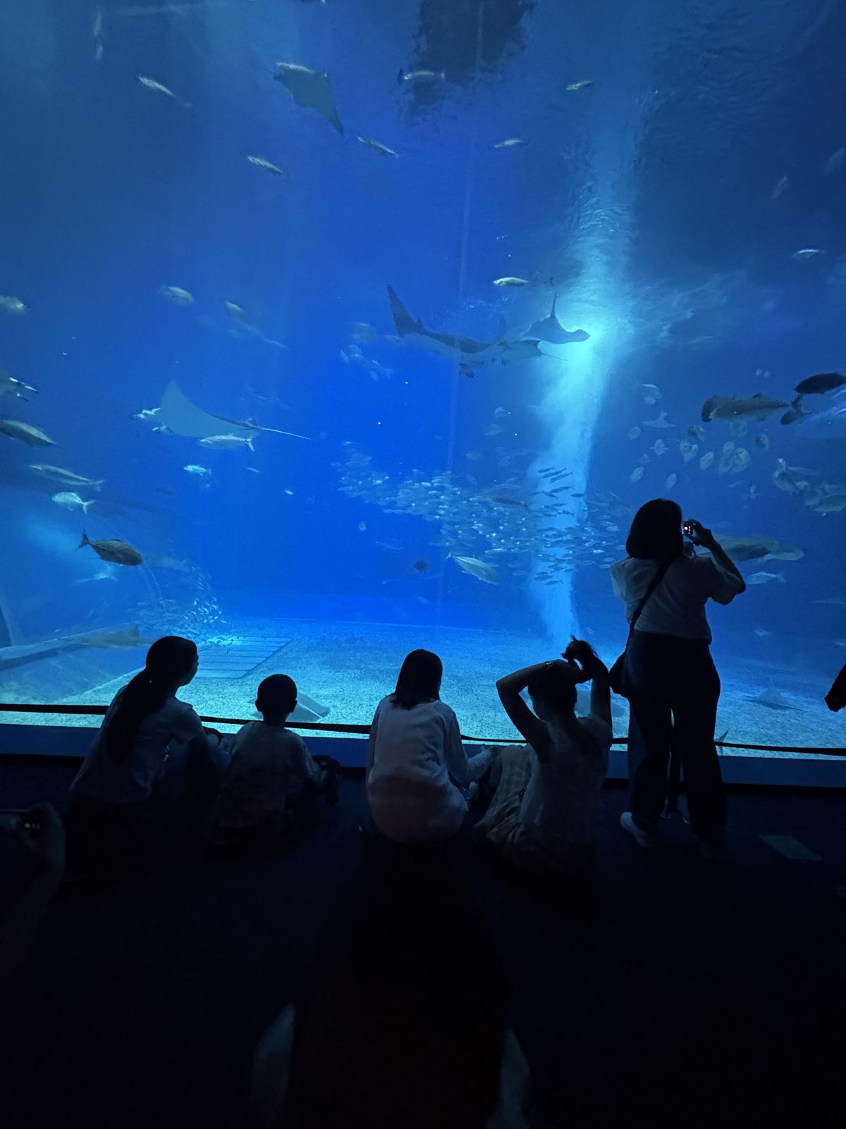「黒潮の海」大水槽の前に集まる来館者のシルエット