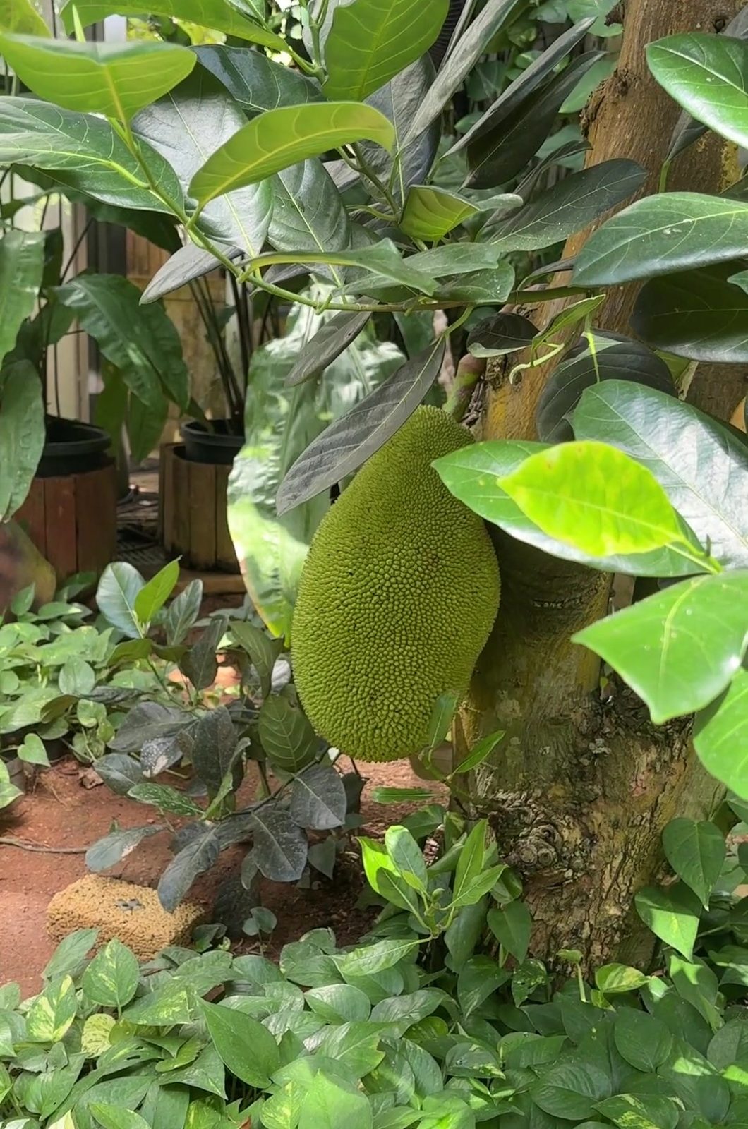 温室で実るジャックフルーツ