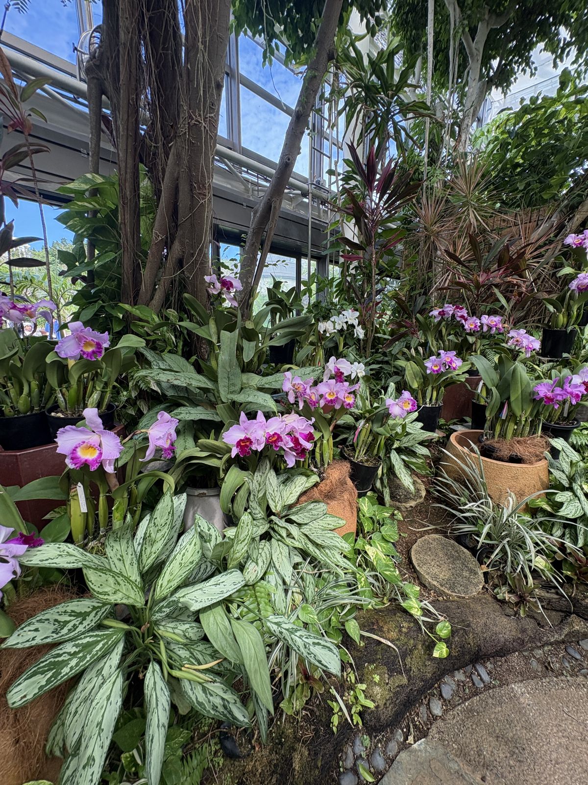 温室に咲くランの花