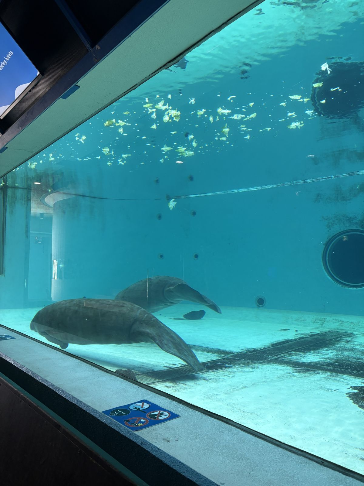 水中窓から見えるアメリカマナティー
