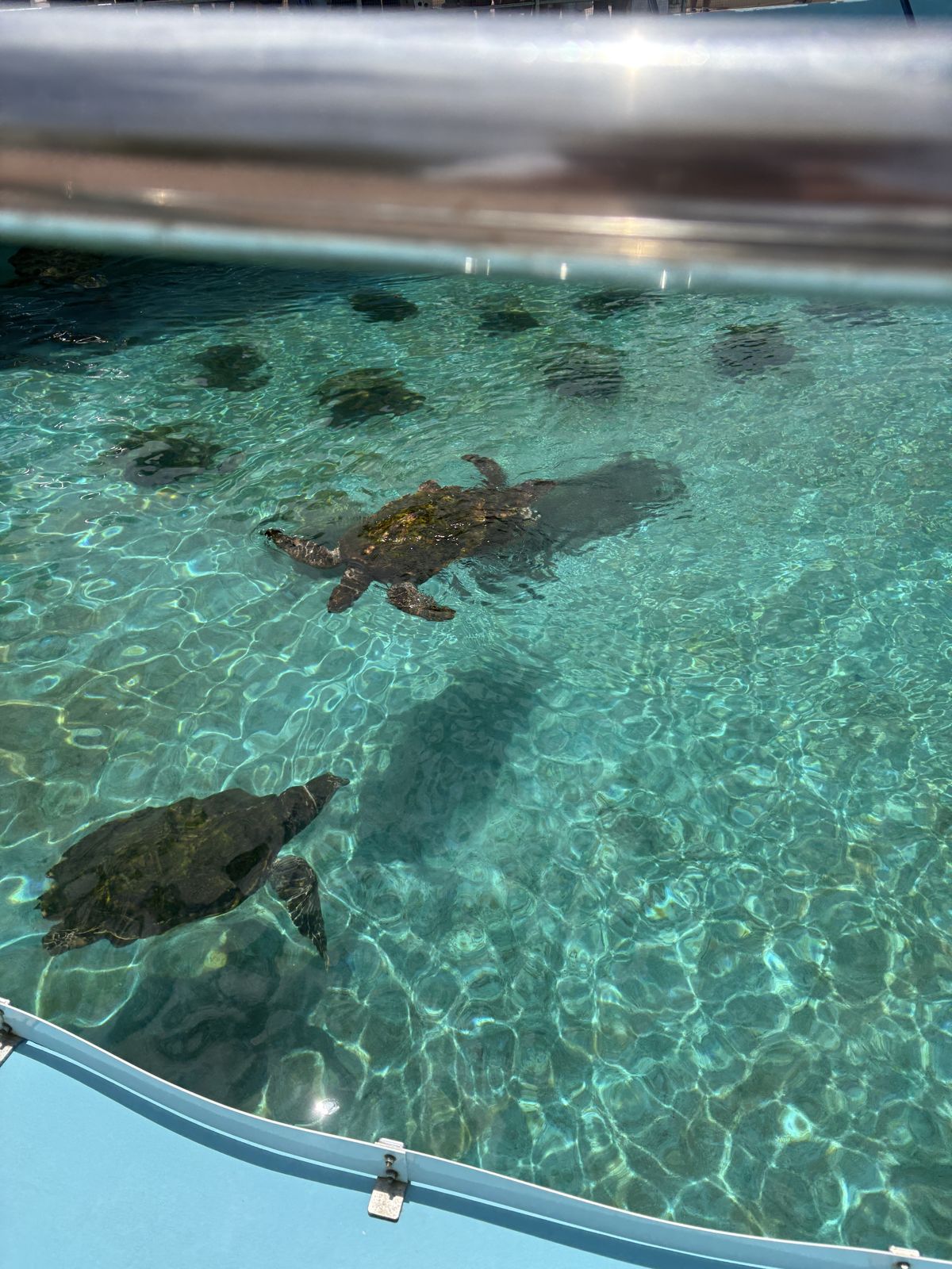 プールを泳ぐウミガメ